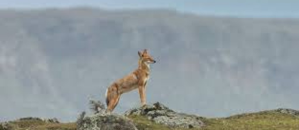 actualité Le secret du loup d'Ethiopie