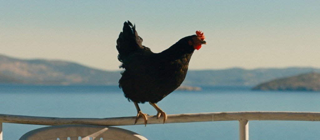 actualité Cocotte