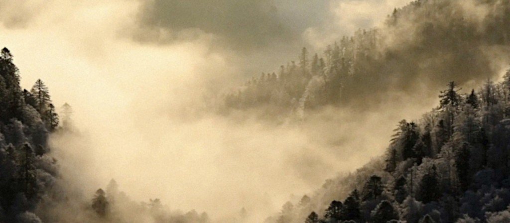 actualité Le chant des forêts